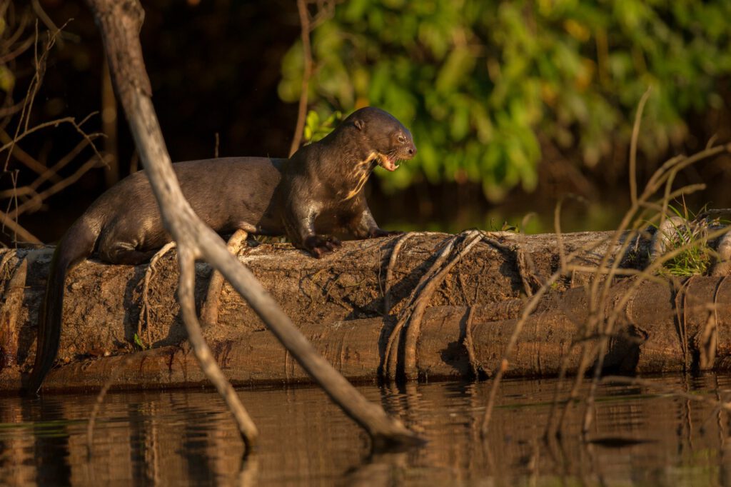 Giant Otter Guyana