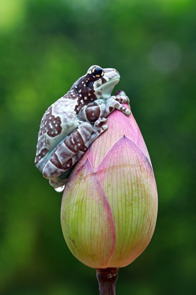 tiny amazon milk frog bud