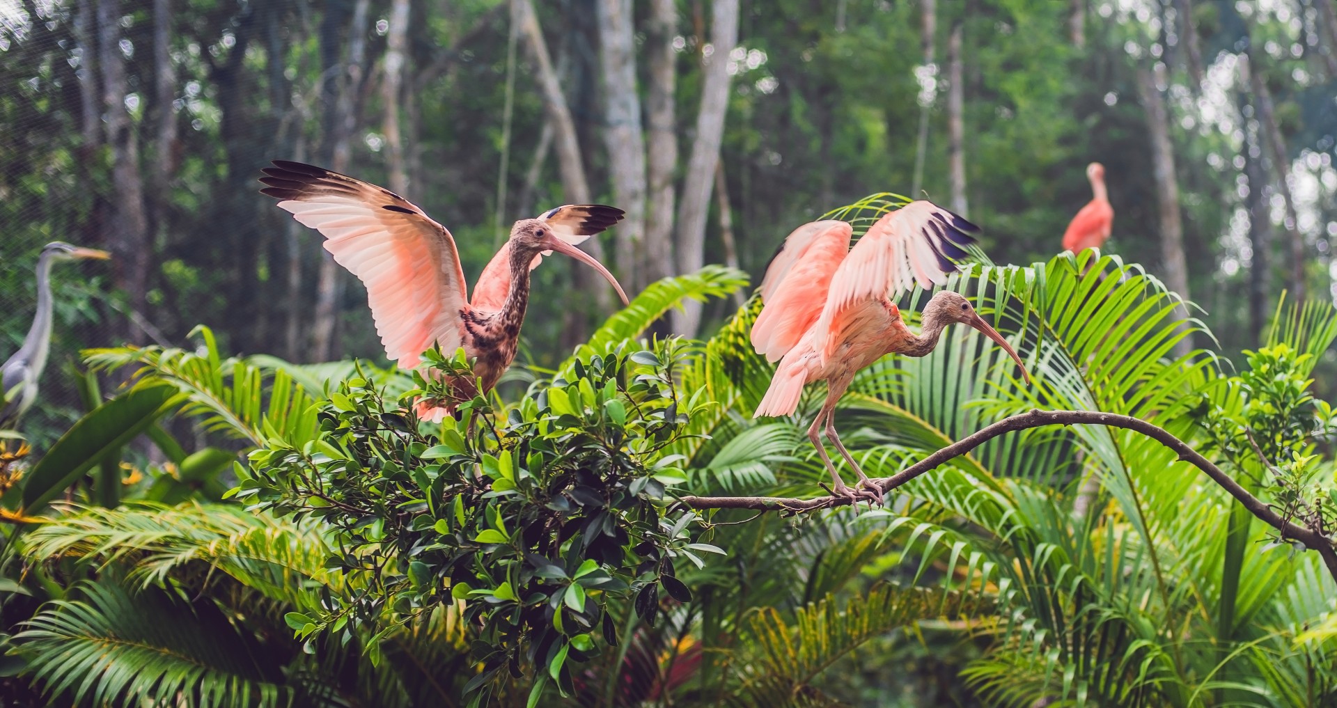 wildlife rainforest exotic tropical birds