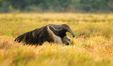 Karanambu Anteater