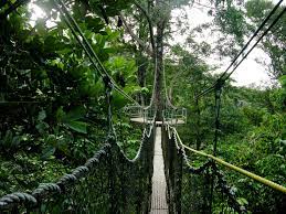 Iwokrama Rainforest Guyana