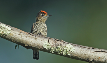 A delicate white-bellied piculet perched gracefully on a slender branch, its distinctive markings and pale underbelly illuminated against the rich, green backdrop of the River Mangrove Forest, showcasing the biodiversity of the Abary River Birding Tour.